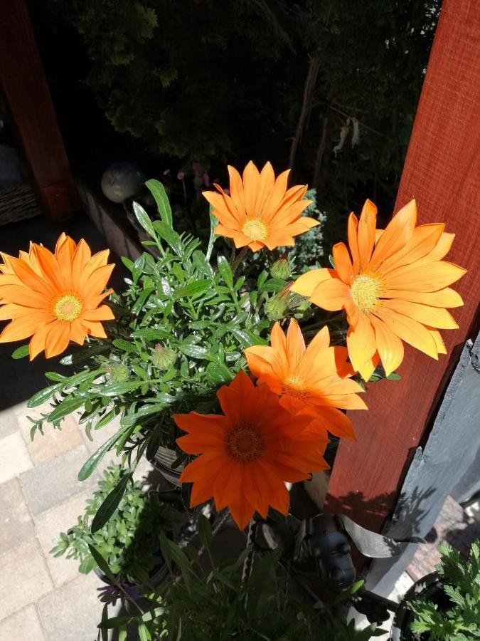 Usis_Ferienwohnung Im Harz Quedlinburg Ngoại thất bức ảnh